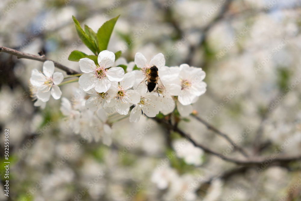 Bees flying around cherry blossoms, bees collecting nectar pollen on a spring sunny day, slow motion. Honey bees around white flowers, striped honeybee. flying apis Bees flying around cherry blossoms, bees collecting nectar pollen on a spring sunny day, slow motion. Honey bees around white flowers, striped honeybee. flying apis