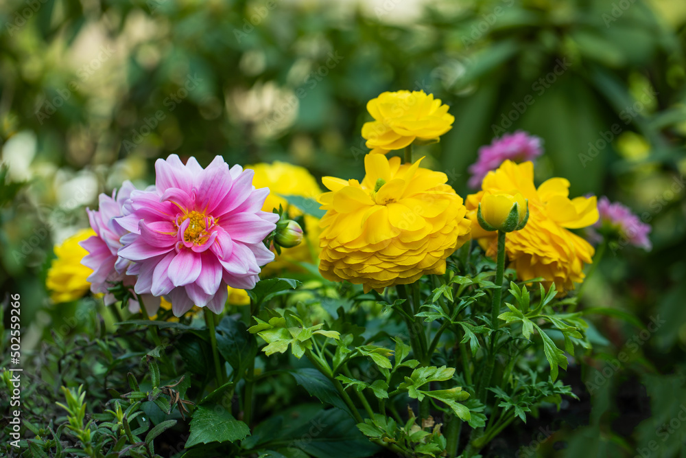 Dalie i Jaskry, różowe i żółte wiosenne kwiaty jako ozdoba w ogrodzie - obrazy, fototapety, plakaty 