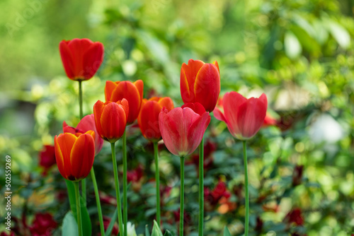 red tulips in the garden © meegi