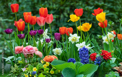 Fototapeta Naklejka Na Ścianę i Meble -  wiosenne kompozycje kwiatowe w ogrodzie, tulipany, narcyze, hiacynty i jaskry na tle soczystej zieleni
