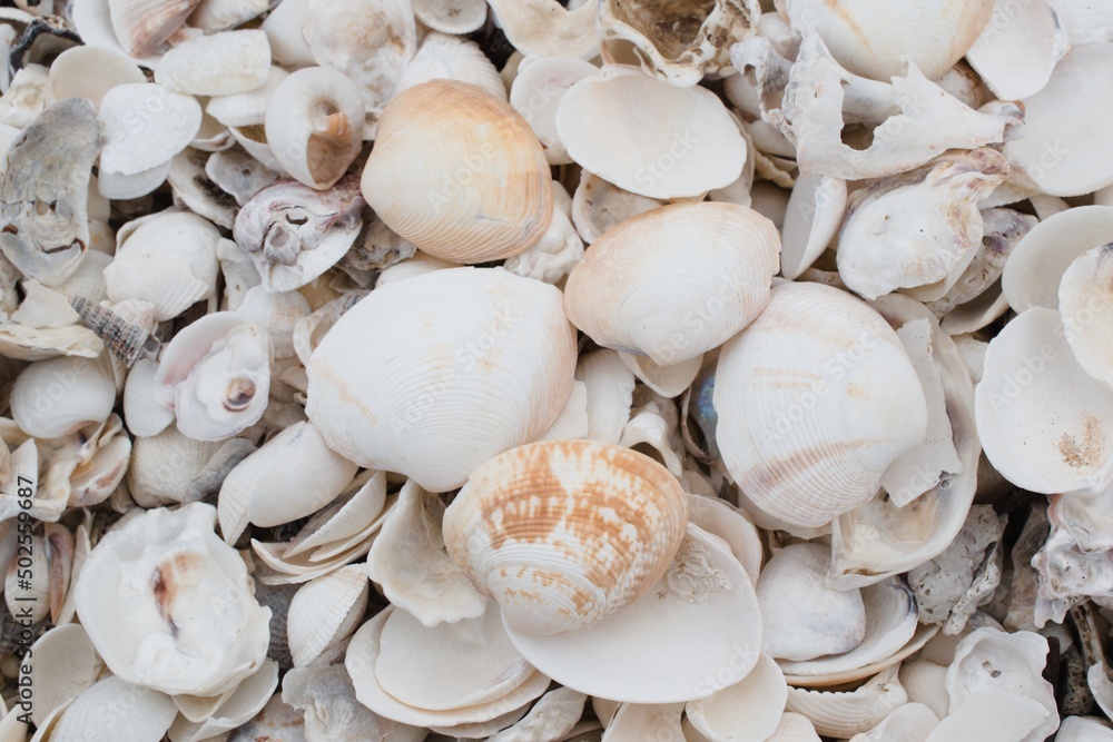 white shells on beach close up beautiful abstract white shells on beach close up beautiful abstract