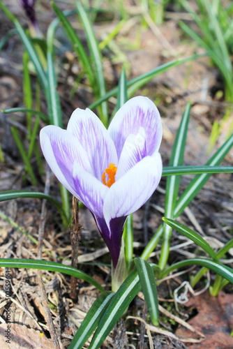 Wallpaper Mural crocus white with blue stripes first flower close-up primrose Torontodigital.ca