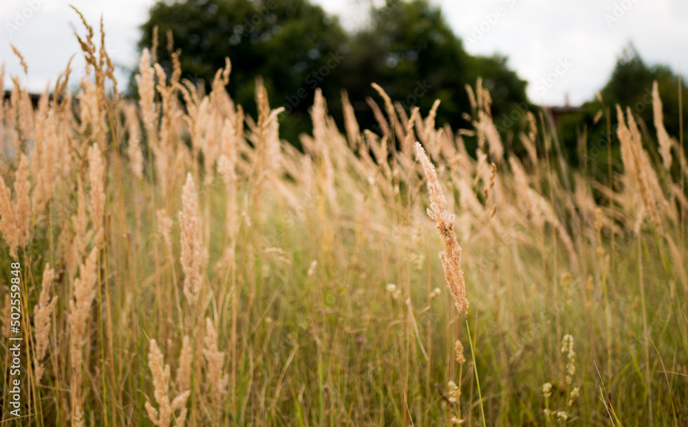 Fototapeta premium fields of gold