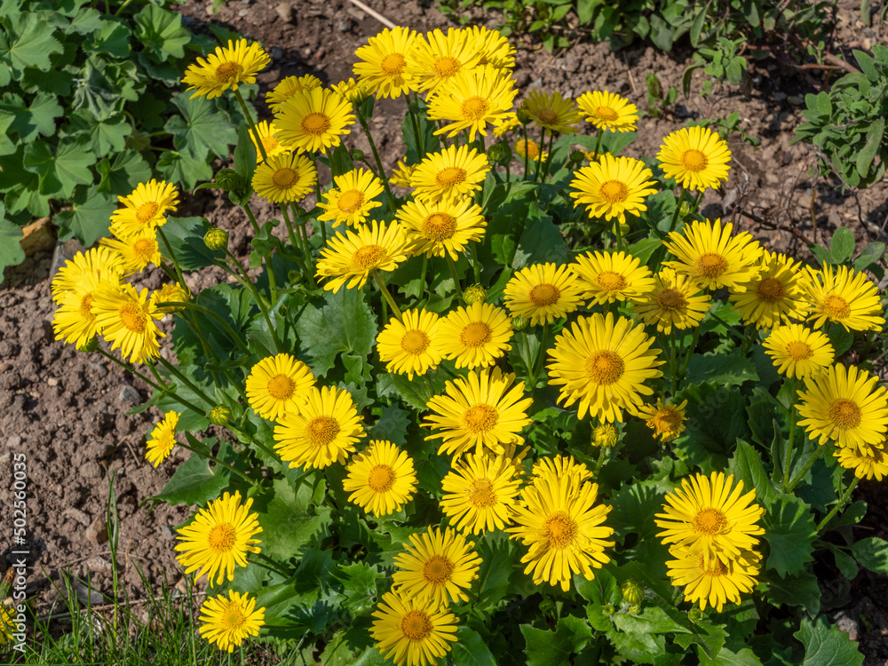 Gemswurz Doronicum blüht im Frühling Gemswurz Doronicum blüht im Frühling
