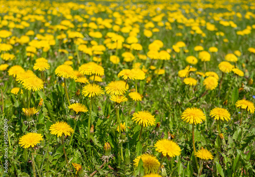 Wiese voller L  wenzahn mit Bl  ten im Fr  hling