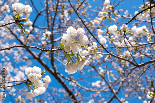 Looking up into a tree to view delicate white flowers on a tree branch in front of a perfectly blue sky


