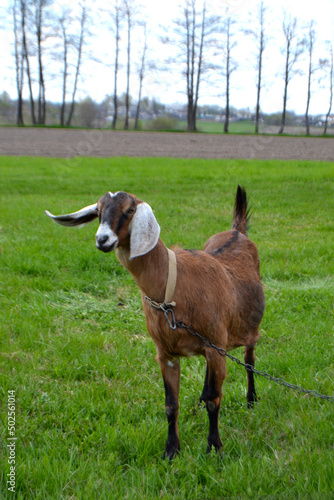 goat  brown goat without horn  goat on grass  pets  field  nature  spring  cattle  goat milk  natural