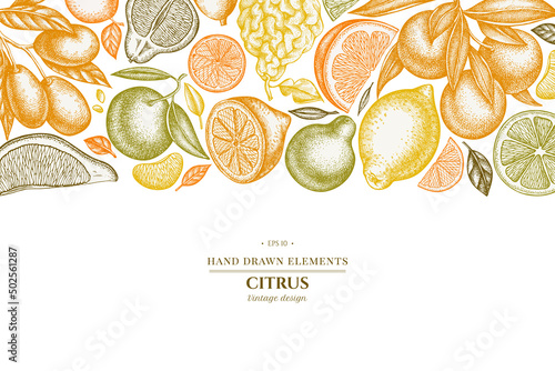 Citrus hand drawn illustration design. Background with vintage kumquat, lemon, tangelo, etc.