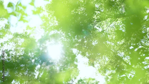 Trees that look shining in the sun