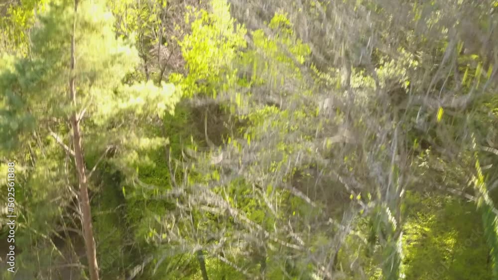 Ascent with a drone to get out of a Swiss forest, autumn Ascent with a drone to get out of a Swiss forest, autumn