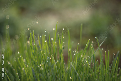 Photo of green grass in the morning dew.