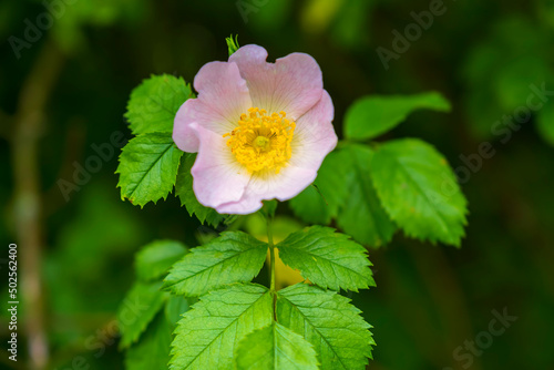 Close-up of a dog rose isolated against a blurred background