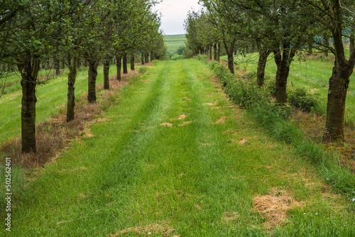 Looking through two rows of fruit trees in Rhienhessen/Germany in early summer photo