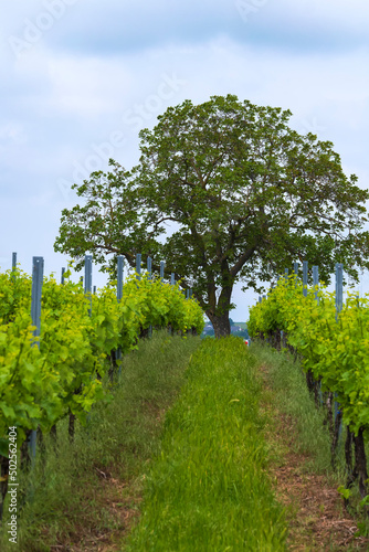 Looking through rows of vines in a vineyard to a tree in Rheinhessen/Germany in early summer