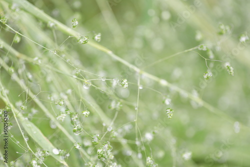dew on grass © 拓矢 東