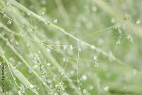 dew on grass