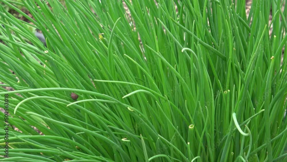 Chives or Allium Schoenoprasum in bloom with purple violet flowers and green stems. Chives is an edible herb for use in the kitchen. Chives or Allium Schoenoprasum in bloom with purple violet flowers and green stems. Chives is an edible herb for use in the kitchen.