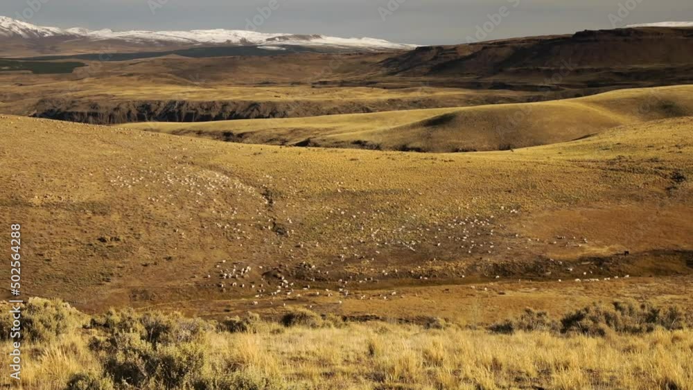 Rural life. The Andes mountain range in autumn. Livestock industry. Herd of goats grazing in the golden valley and pasture. Rural life. The Andes mountain range in autumn. Livestock industry. Herd of goats grazing in the golden valley and pasture.