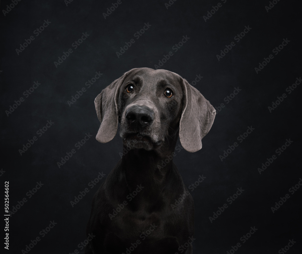 portrait of a weimaraner dog in the background
