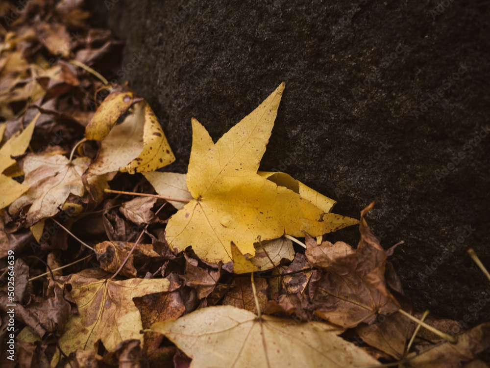 Obraz premium yellow maple leaf