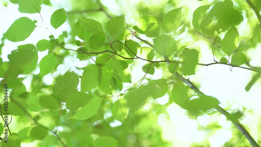 陽を浴びて輝いて見える木々