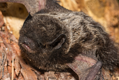 Silver-haired Bat - Lasionycteris noctivagans photo