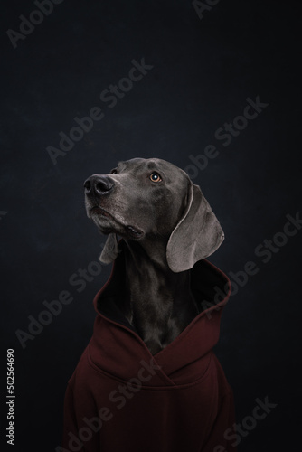 Wallpaper Mural portrait of a weimaraner dog in the background
 Torontodigital.ca