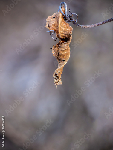 Close-up of a dried wilted leaf hanging from a vine plant  in the forest on a cold january day with a blurred brown background.