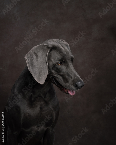 portrait of a weimaraner dog in the background 