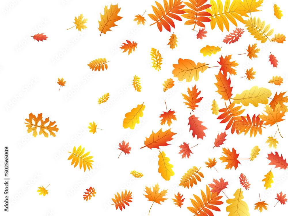 Obraz premium Oak, maple, wild ash rowan leaves vector, autumn foliage on white background.