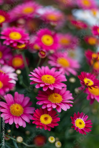 pink flowers