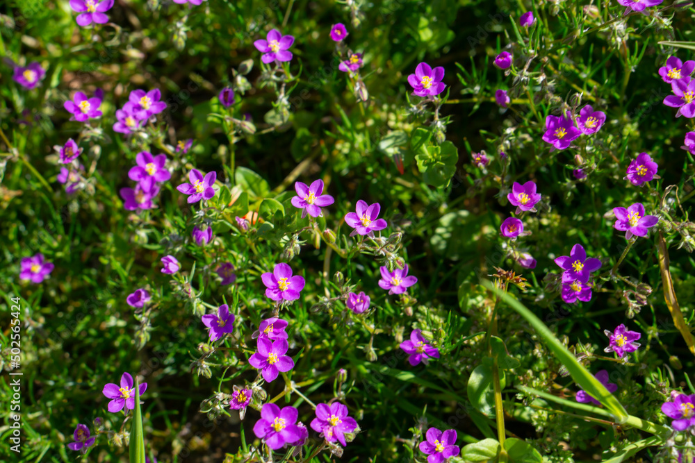 Obraz premium Violet, purple or pink star-shaped flowers of red sandspurry (Spergularia rubra, red sand-spurrey). Macro shot with selective focus. 