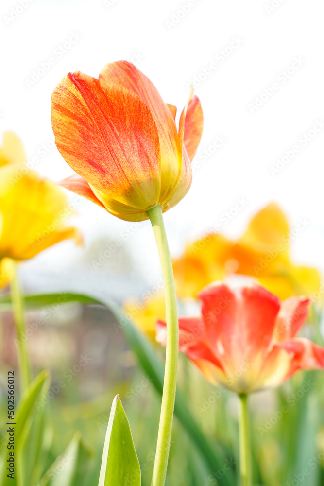 View from below a large orange and yellow tulip growing in a flower garden. Tulips in the background.