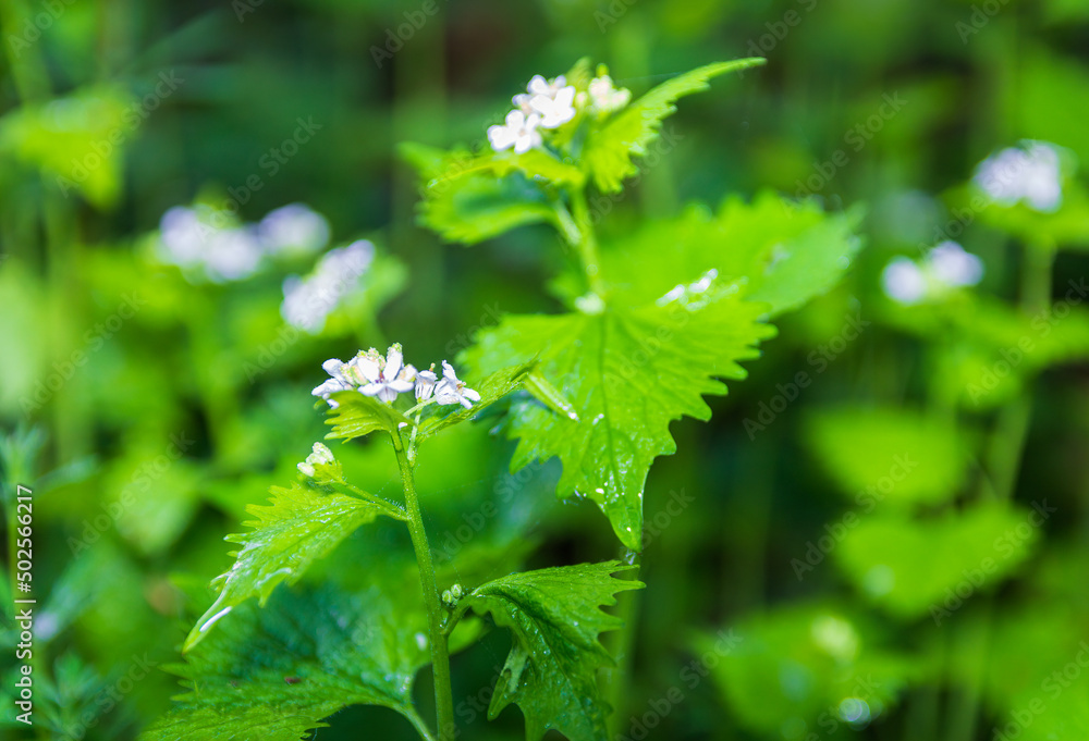 White dead nettle herb plant, lamium album with blured background White dead nettle herb plant, lamium album with blured background