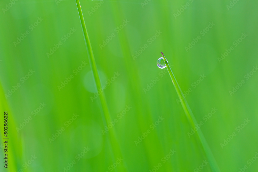 Macro photo of raindrop, dew on grass stem. Clear nature background Macro photo of raindrop, dew on grass stem. Clear nature background