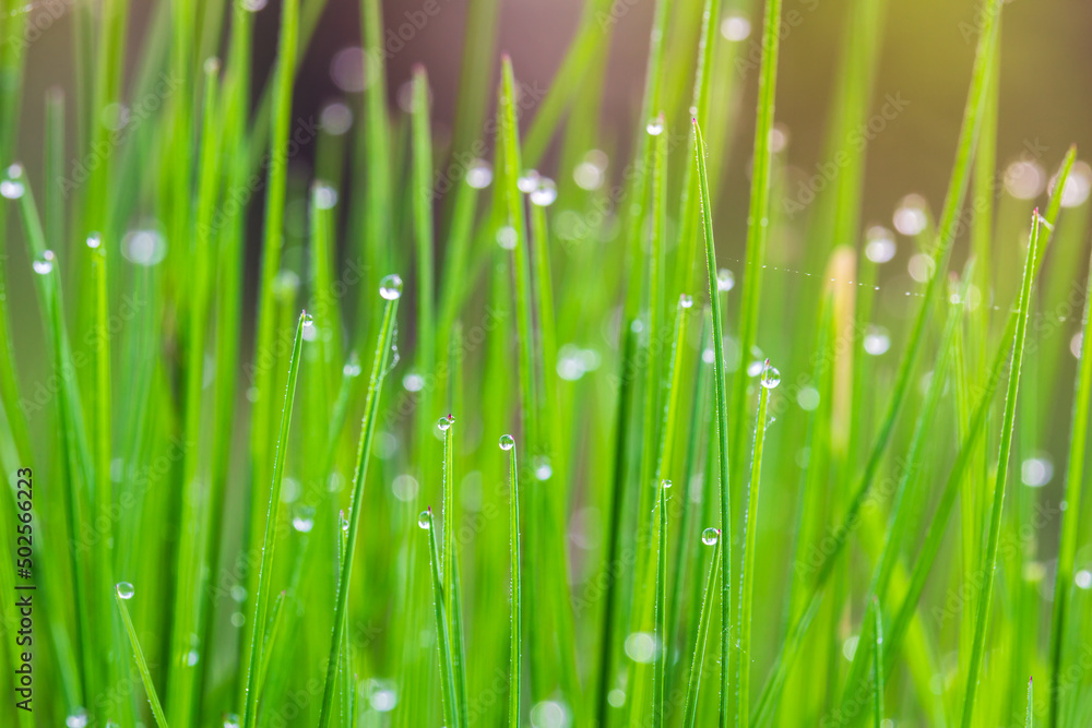 Fototapeta premium Macro photo of raindrop, dew on grass stem. Clear nature background