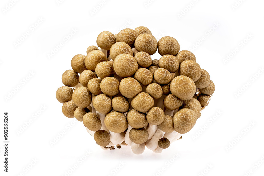 Brown shimeji mushrooms isolated on white background whit clipping path. Japanese food Brown shimeji mushrooms isolated on white background whit clipping path. Japanese food