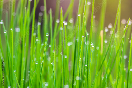 Macro photo of raindrop, dew on grass stem. Clear nature background