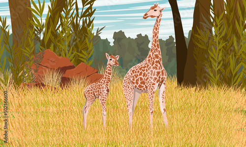 Mother and baby African giraffe in the savannah with dry grass and trees. wild animals of africa. Realistic vector landscape