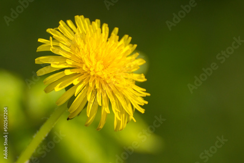 yellow dandelion among green grass