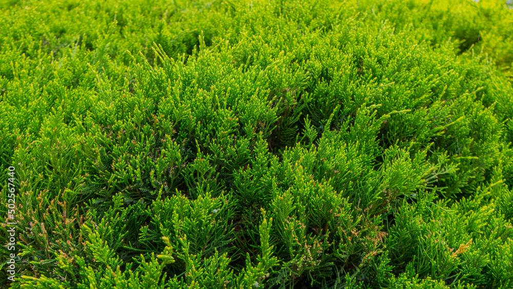 The leaves of this shrub are very much like a Christmas tree. The leaves of this shrub are very much like a Christmas tree.