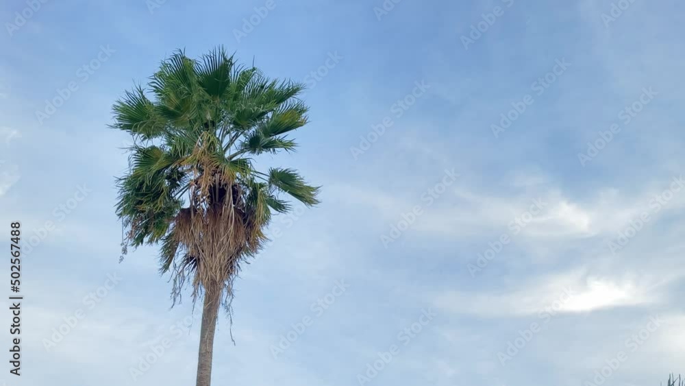 Palm tree against blue sky with cloud. Palm leaves waving in the wind. 4K Palm tree against blue sky with cloud. Palm leaves waving in the wind. 4K