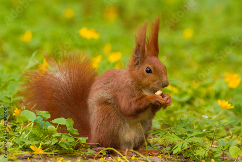 a red squirrel sits on the grass and eats a hazelnut