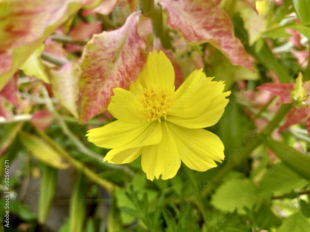 yellow flower in nature yellow flower in nature