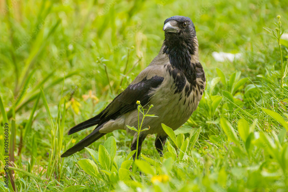 Fototapeta premium gray crow walks on green grass