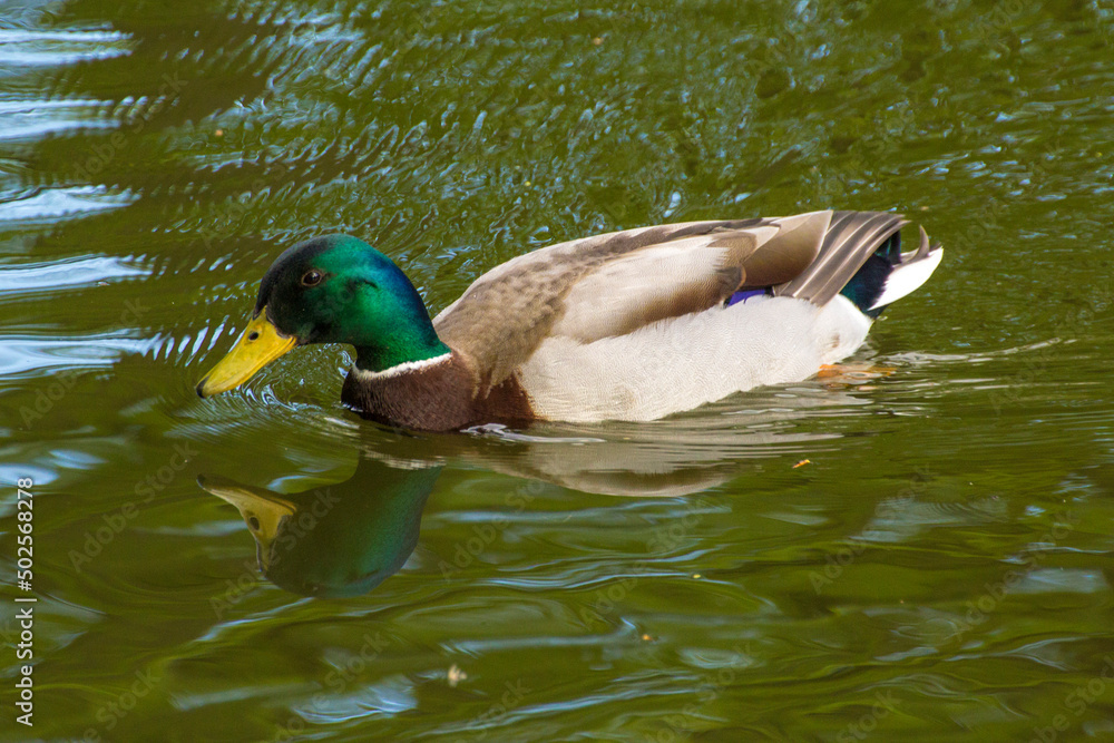Obraz premium a colorful male duck swims on a pond