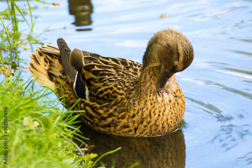 Fototapeta premium gray female duck swims on the pond