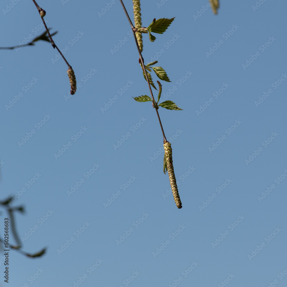 Birch catkin close up, twig with new leaves and pendulous catkin