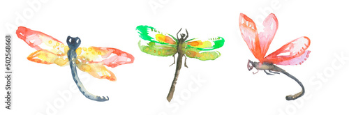 set of watercolor illustrationof dragonfly. isolated on white background photo