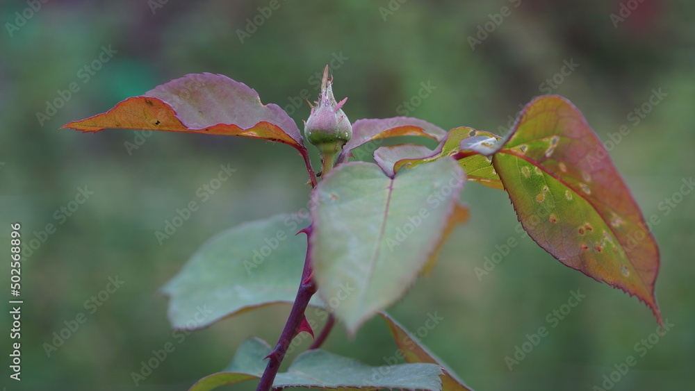 A rosebud that will soon bloom and shine with colors. A rosebud that will soon bloom and shine with colors.